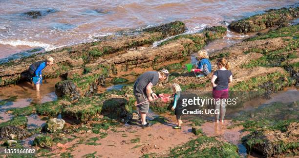 Dawlish, Devon, England, UK, Adults and children holidaying in Dawlish, Devon clambering over the rocks in search of sea life at low tide in this...