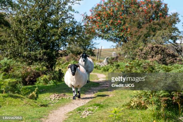 Dartmoor, Devon, England, UK, Walking along a track, Scotch Blackface sheep on Dartmoor above Widdecombe village, Devonshire, UK.