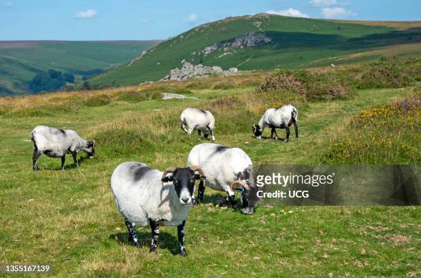 Dartmoor, Devon, England, UK, Scotch Blackface sheep grazing on Dartmoor above Widdecombe village, Devonshire, UK .