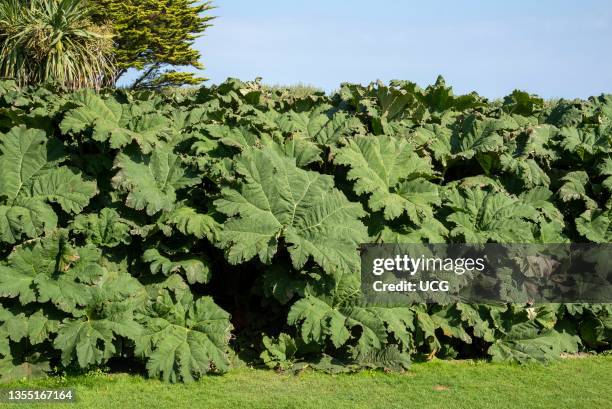 Cornwall, England, UK, A rhubarb like plant, Gunnera manicate growing in a costal public park in Cirnwall.