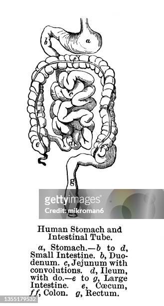 old engraved illustration of human stomach and intestinal tube - abdomen diagram stock pictures, royalty-free photos & images