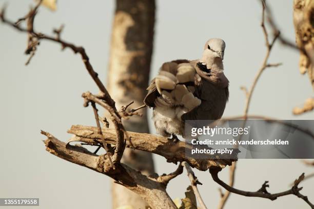cape turtle dove - turtle doves stock pictures, royalty-free photos & images