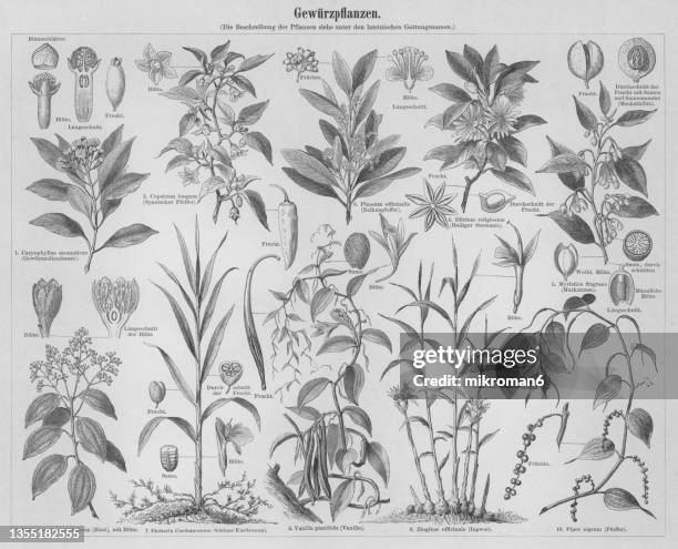 old engraved illustration of botany, spice plants - anise plant stockfoto's en -beelden