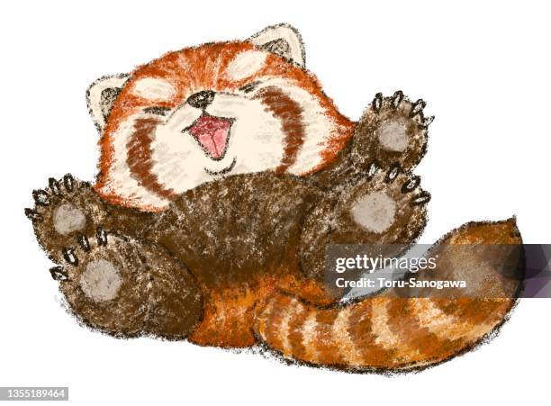 Frolicking Red Panda High-Res Vector Graphic - Getty Images