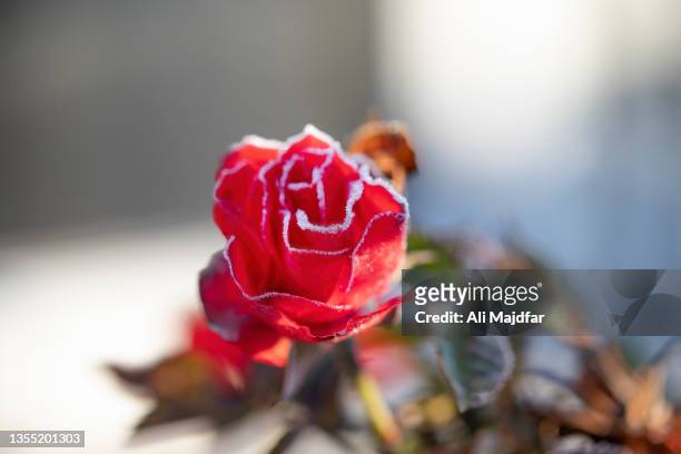 morning frost on roses - ali rose stock pictures, royalty-free photos & images