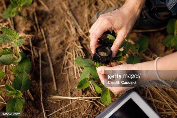 farmer hand analyzing soil leaf with magnifying glass - digital agriculture stock pictures, royalty-free photos & images