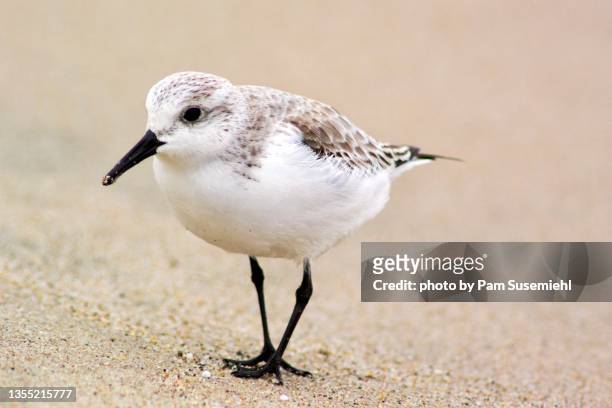 close-up of sanderling foraging on sand - correlimos tridáctilo fotografías e imágenes de stock