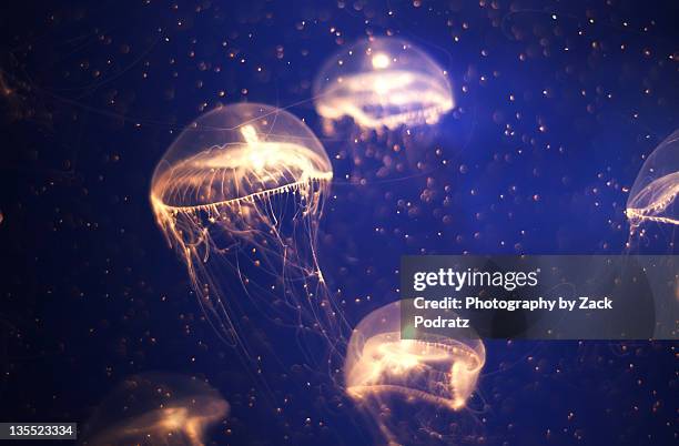 tiny jellyfish - jellyfish stock pictures, royalty-free photos & images