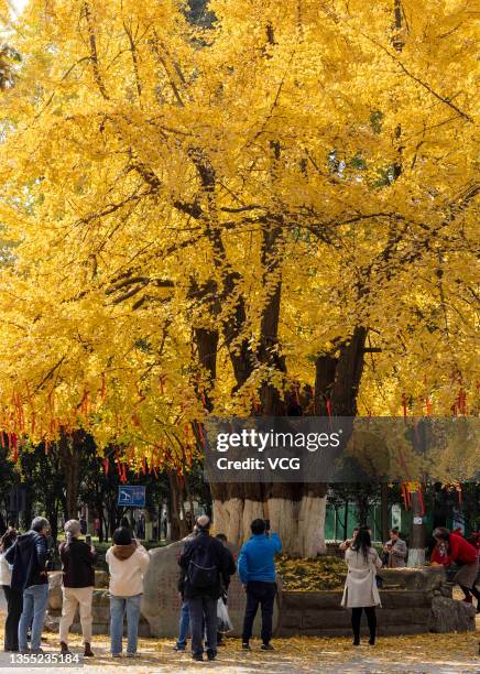 Tourists visit a 1000-year-old ginkgo tree dressed in autumn colors at Baihuatan Park on November 24, 2021 in Chengdu, Sichuan Province of China.