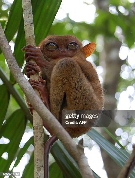 In a picture taken on November 7 a Philippine Tarsier holds onto a branch on Bohol island, in the Philippines Central Visayas region. The Philippine...