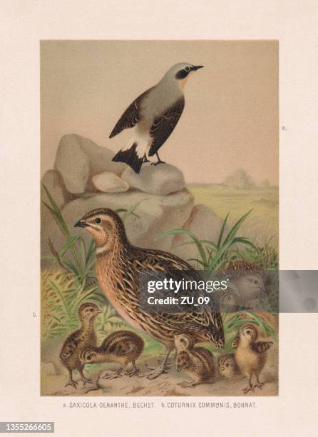 passeriformes and gamebirds: wheatear and quail, chromolithograph, published in 1887 - quail bird stock illustrations