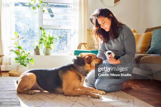 scatto a figura intera di una giovane donna inginocchiata in salotto e che presenta il suo cane al nuovo gattino - pastore tedesco foto e immagini stock