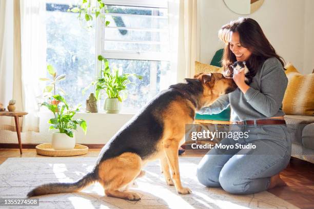 full length shot of a young woman kneeling in the living room and introducing her dog to the new kitten - cat studio shot stock pictures, royalty-free photos & images