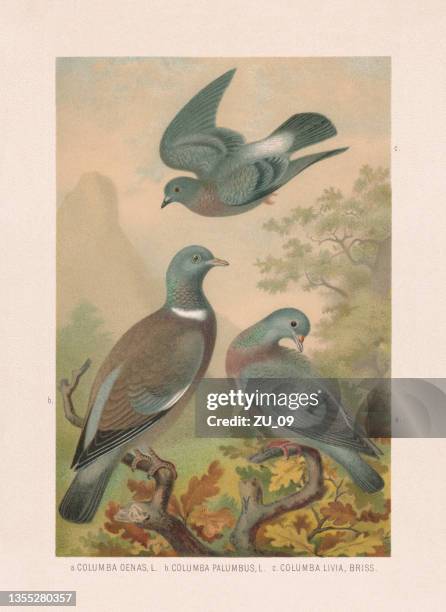 bildbanksillustrationer, clip art samt tecknat material och ikoner med pigeons: stock dove, wood pigeon, rock dove, chromolithograph, published 1887 - flock of birds stock illustrations