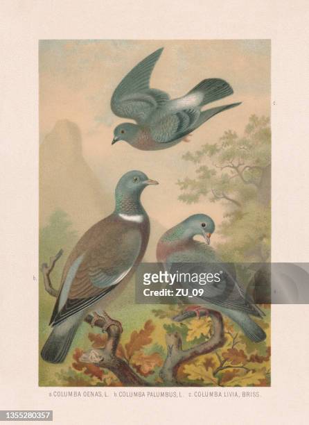 pigeons: stock dove, wood pigeon, rock dove, chromolithograph, published 1887 - pigeon stock illustrations