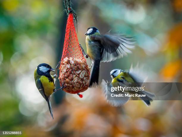 action photo of three songbirds competing over food - blaumeise stock-fotos und bilder