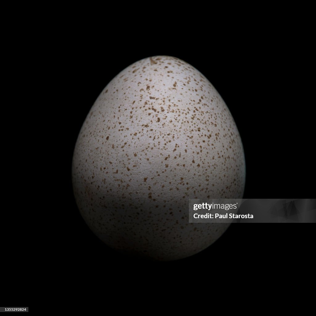 Callipepla squamata (scaled quail, blue quail, cottontop) - egg