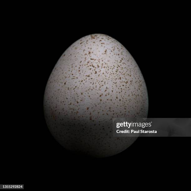 callipepla squamata (scaled quail, blue quail, cottontop) - egg - callipepla squamata stock pictures, royalty-free photos & images