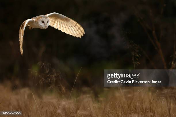 barn owl hunting. - barn owl fotografías e imágenes de stock