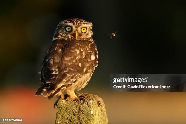 little owl and wasp. - little owl stockfoto's en -beelden