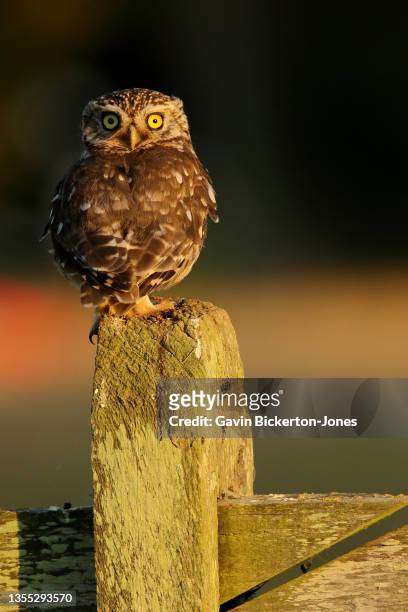 little owl on fence post - little owl stockfoto's en -beelden