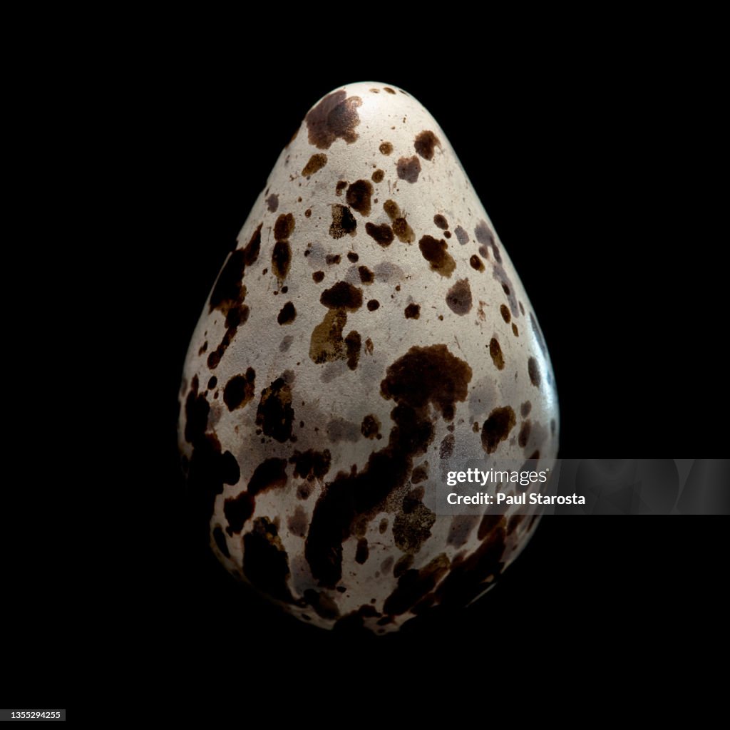 Calidris melanotos (pectoral sandpiper) - egg
