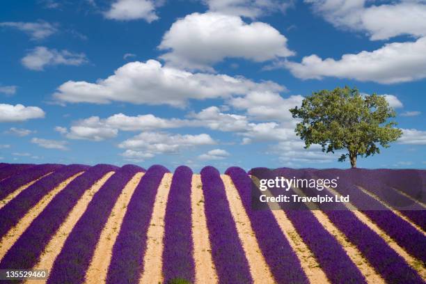 single tree in lavender field, provence, france - single tree stock pictures, royalty-free photos & images