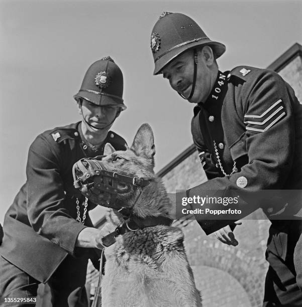 Two Police officer dog handlers, one a sergeant and one a constable working with the London and North Eastern Railway slip a leash on a police dog at...