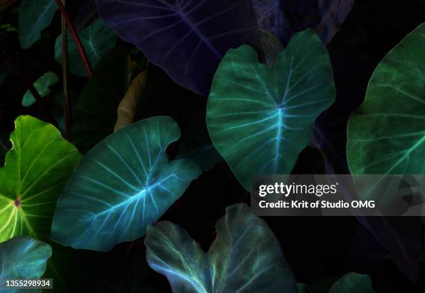 the green leaves of elephant ear plant in the tropical garden - taro stock pictures, royalty-free photos & images