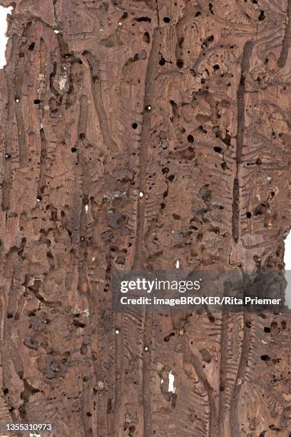 bark beetle (scolytinae), feeding tunnels on bark, european spruce (picea abies), germany - rita wilden stock-fotos und bilder