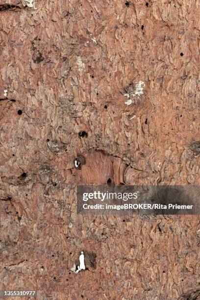 bark beetle (scolytinae), feeding traces on bark, european spruce (picea abies), germany - rita wilden stock-fotos und bilder
