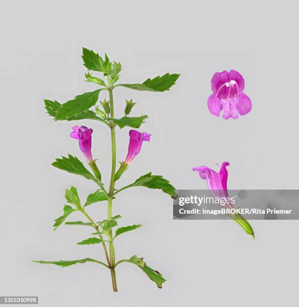 calamintha grandiflora (clinopodium grandiflorum), flower, plant, photo panel, germany - calamintha stock pictures, royalty-free photos & images