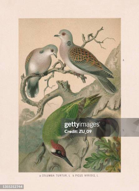 ilustraciones, imágenes clip art, dibujos animados e iconos de stock de palomas y pájaros carpinteros: tórtolas y pájaros carpinteros verdes, cromolitografía, 1887 - litografi