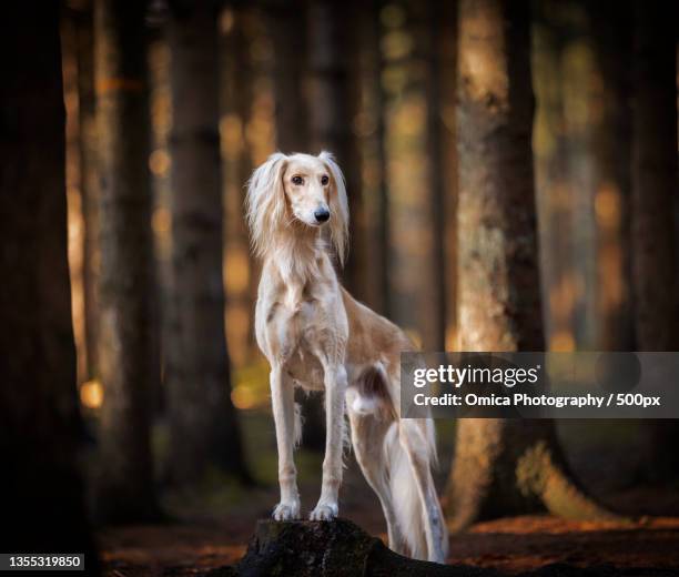 portrait of saluki standing on tree trunk in forest - greyhound fotografías e imágenes de stock