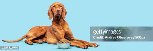 portrait of vizsla sitting against blue background,slovakia - puppy lying down stock pictures, royalty-free photos & images