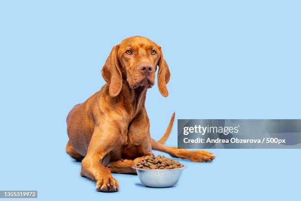 portrait of vizsla sitting against blue background,slovakia - puppy lying down stock pictures, royalty-free photos & images