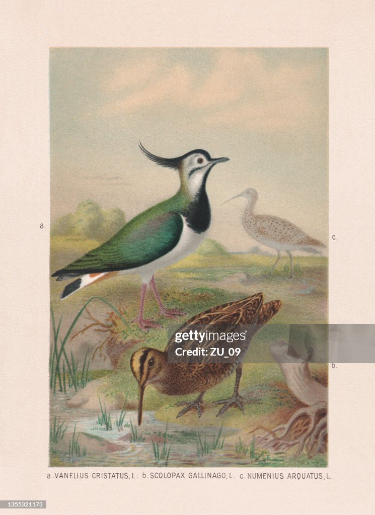 Wathosen: Kiebitz, Schnepfe und Brachvogel, Chromolithographie, veröffentlicht 1887