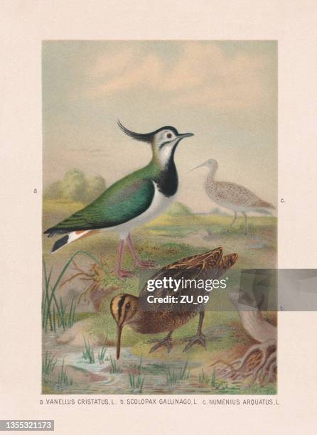waders: lapwing, snipe, and curlew, chromolithograph, published in 1887 - charadriidae stock illustrations