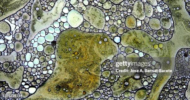 water pollution, full frame of bubbles and oil stains floating on a moving water surface. - microorganismo fotografías e imágenes de stock