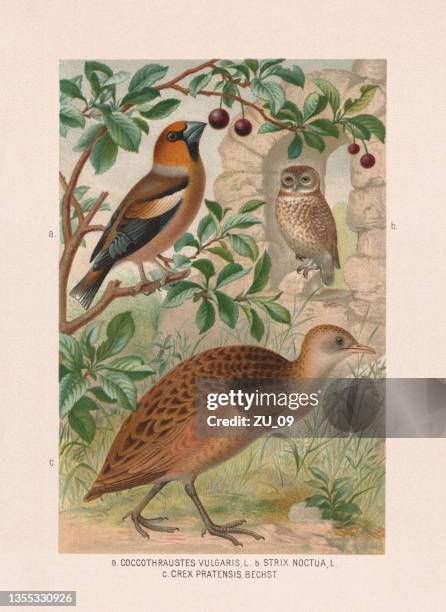 ilustrações, clipart, desenhos animados e ícones de passeriformes, corujas, trilhos: hawfinch, coruja e crake, cromoolithograph, 1887 - wild cherry tree