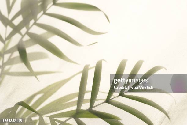 abstract silhouette shadow white background of natural leaves palm tree branch falling on wall. transparent blurry shadow of tropical leaves - farbprobe stock-fotos und bilder