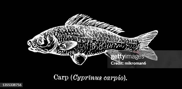 old engraved illustration of the common carp or european carp (cyprinus carpio) - carp ストックフォトと画像