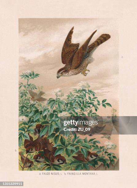 greifvögel und passeriformes: sperber und spatzen, chromolithographie, 1887 - hawk stock-grafiken, -clipart, -cartoons und -symbole