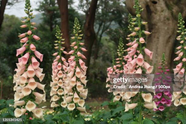 close-up of pink flowering plants - foxglove stock-fotos und bilder