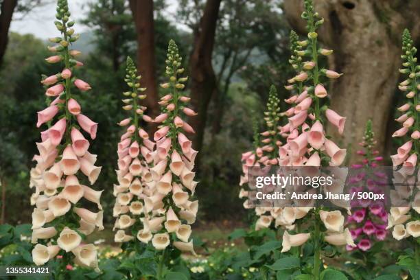 close-up of pink flowering plants - foxglove stock pictures, royalty-free photos & images