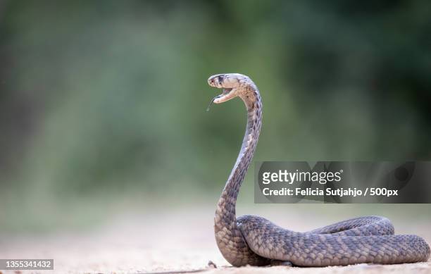 close-up of bird on field,south africa - cobra reale foto e immagini stock