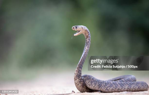 close-up of bird on field,south africa - cobra ストックフォトと画像