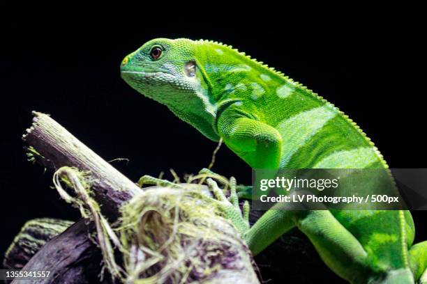 close-up of iguana on plant against black background,singapore - grüner leguan stock-fotos und bilder