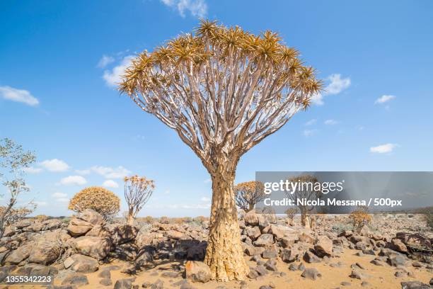 trees on field against sky,namibia - quiver tree stock pictures, royalty-free photos & images