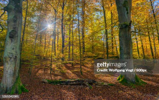 trees in forest during autumn,stuttgart,germany - herbstlaub stock pictures, royalty-free photos & images